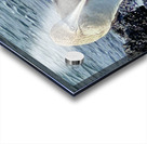 Shy Blue Footed Boobie Acrylic print