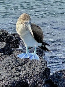 Shy Blue Footed Boobie