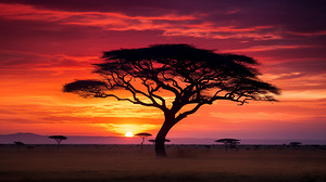 Acacia Tree on Serengeti AI