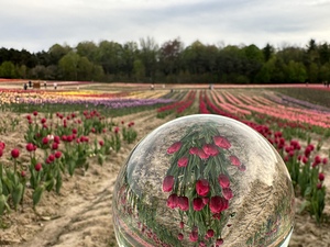 Tulip Farm
