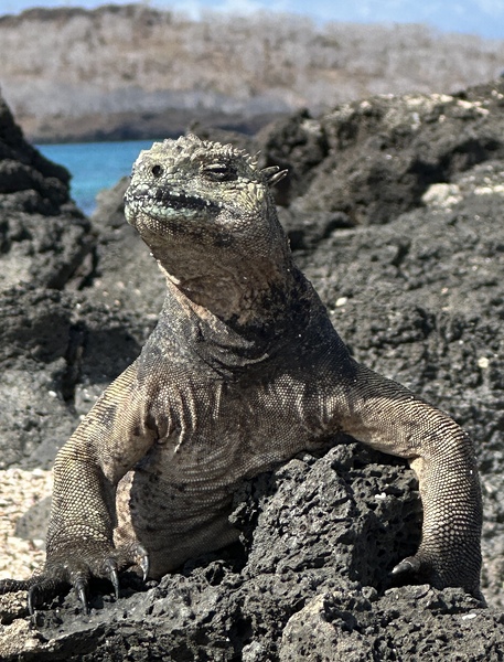 Guardian of the Beach Print