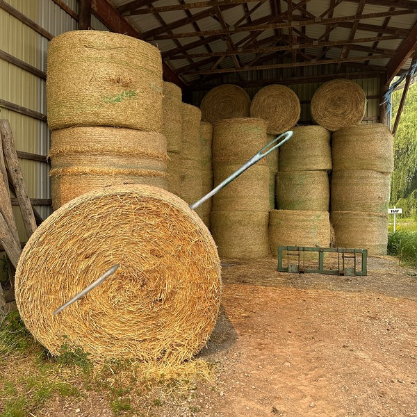 Needle in Haystack Print