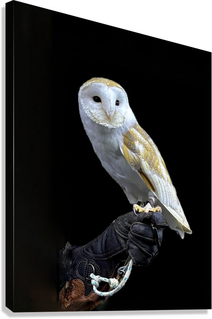 Barn Owl Canvas Print
