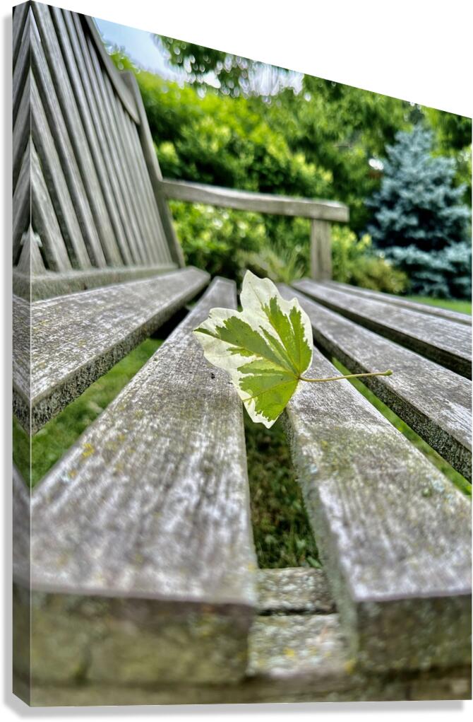 Lonely Leaf Canvas Print