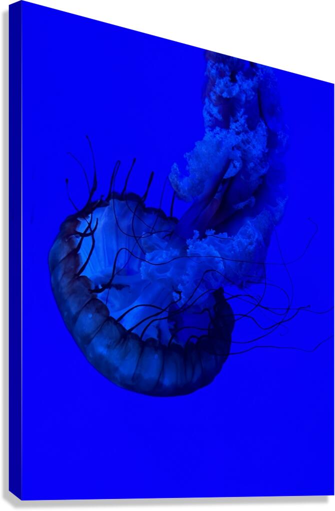 Indigo Jellyfish Canvas Print