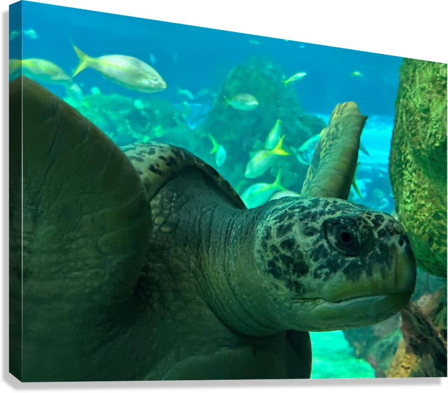 Sea Tortoise Canvas Print