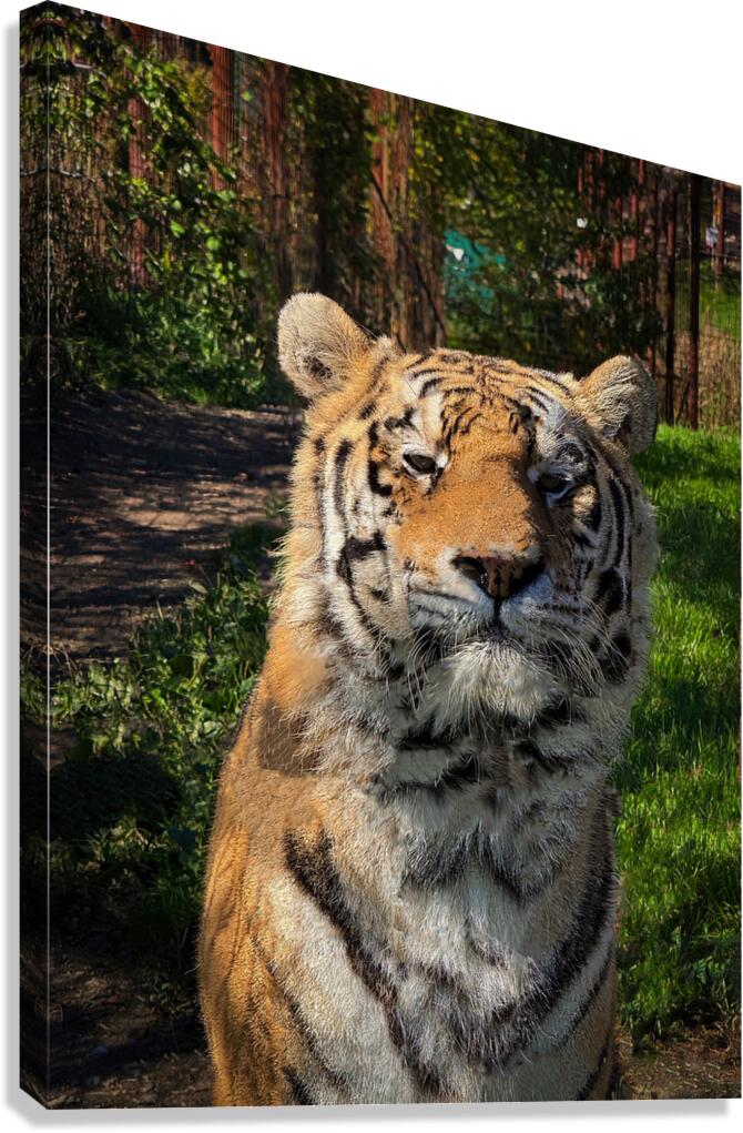 Tiger Canvas Print