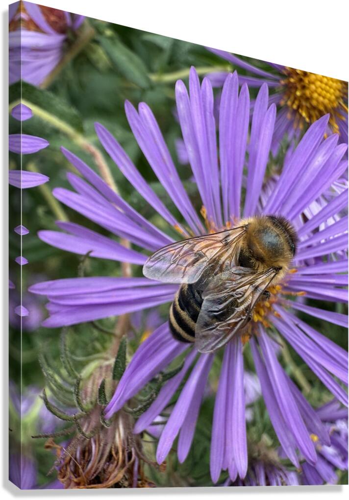 Busy Bee Canvas Print
