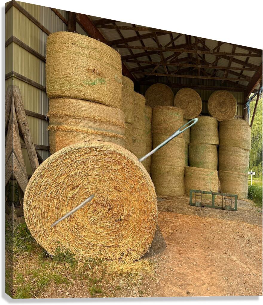 Needle in Haystack Canvas Print