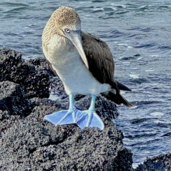 Shy Blue Footed Boobie