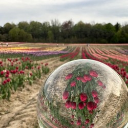 Tulip Farm