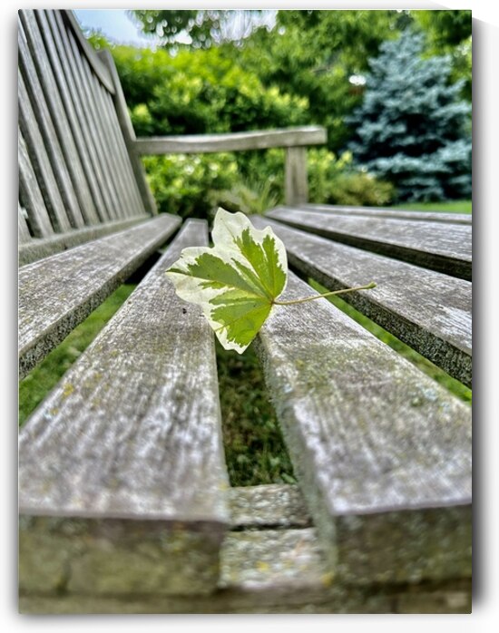 Lonely Leaf by Bob Hudson