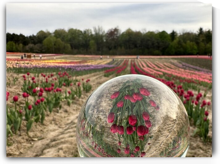 Tulip Farm by Bob Hudson