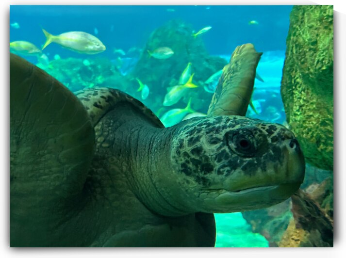 Sea Tortoise by Bob Hudson