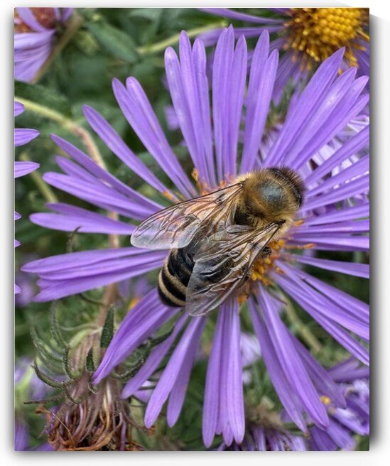 Busy Bee by Bob Hudson