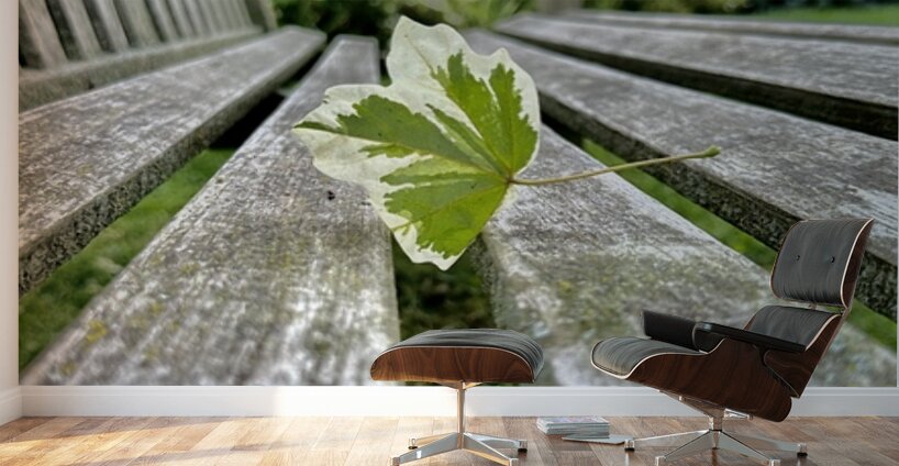 Lonely Leaf Wall Murals