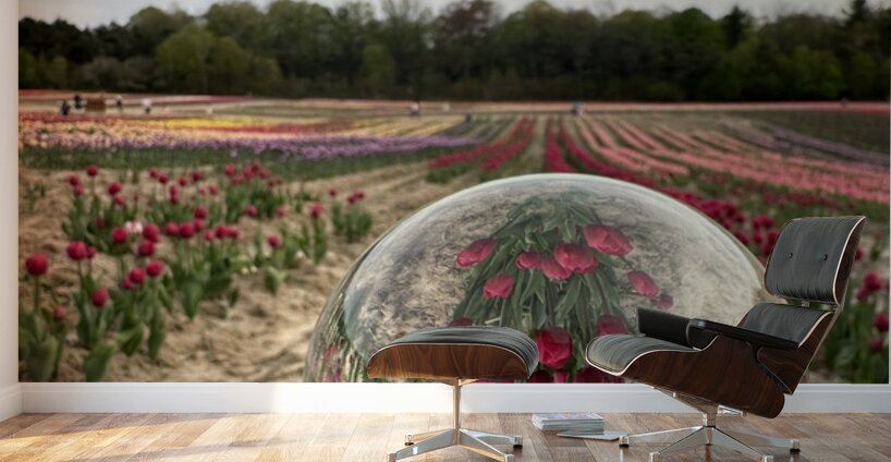 Tulip Farm Wall Murals