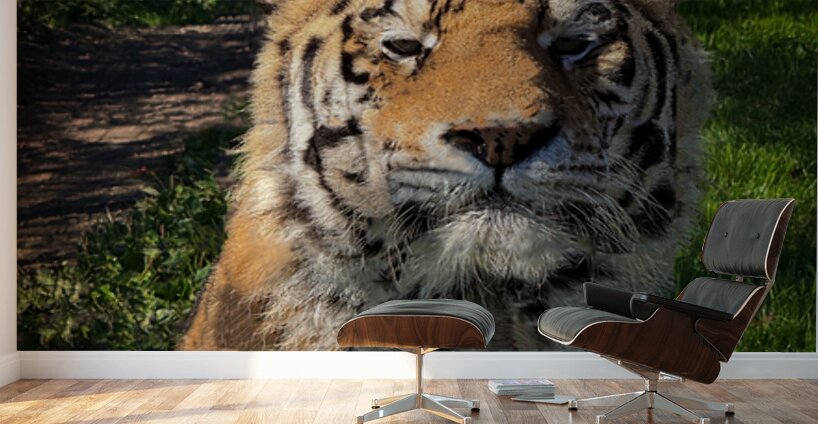 Tiger Wall Murals