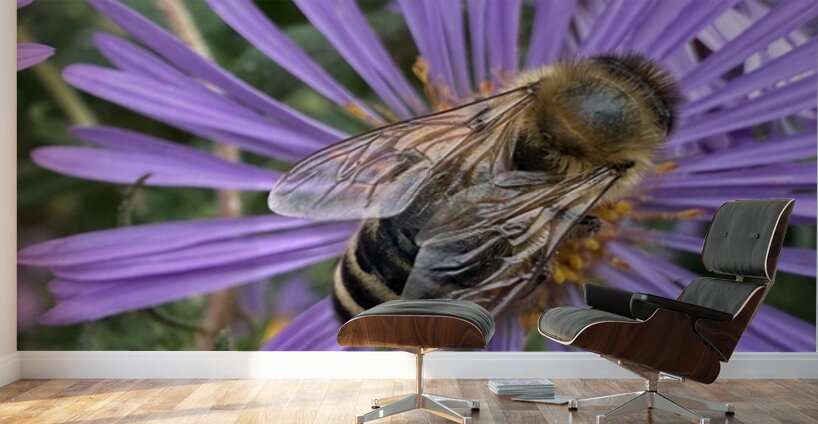 Busy Bee Wall Murals