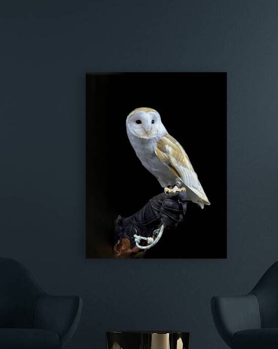 Barn Owl by Bob Hudson