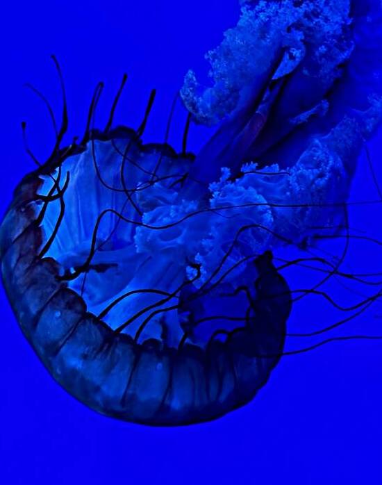 Indigo Jellyfish by Bob Hudson